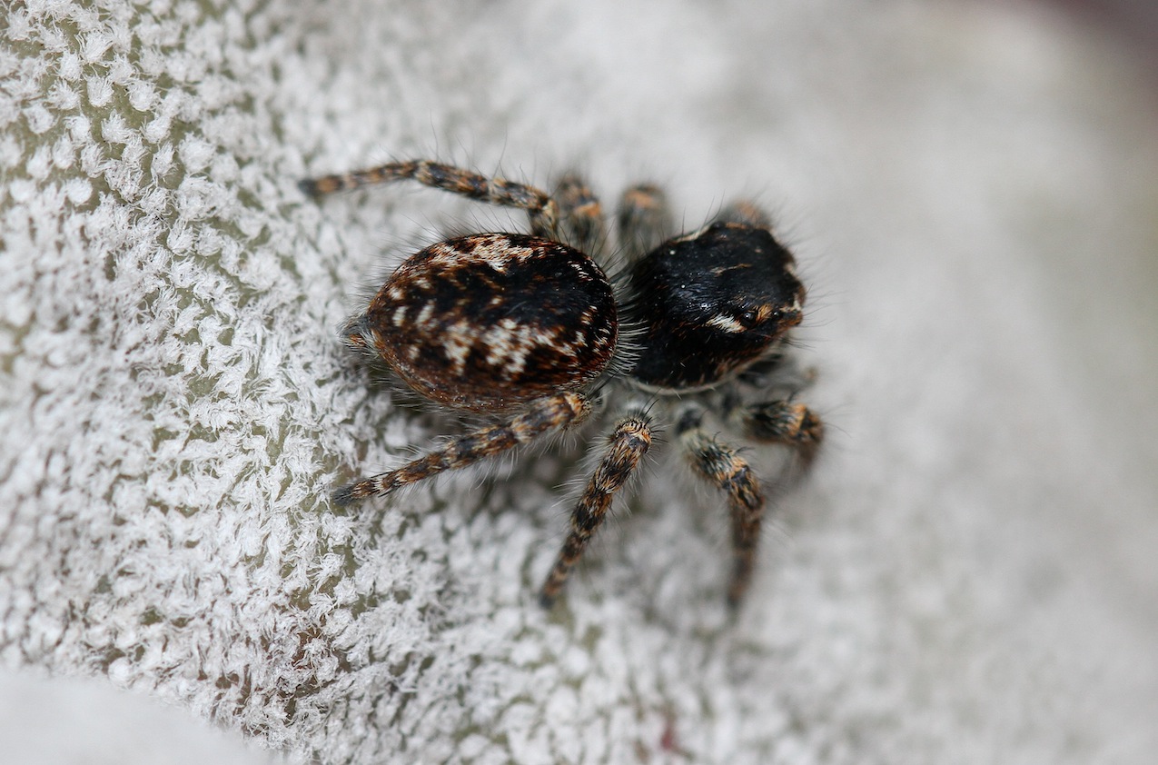 Philaeus chrysops - Roma (RM)